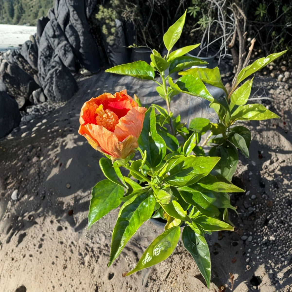 Florida Sunset Hibiscus Live Plant, Pink Peach Apricot Flowers, 1 Ft Tall, 1 Gallon Potted Tropical Flowering Shrub