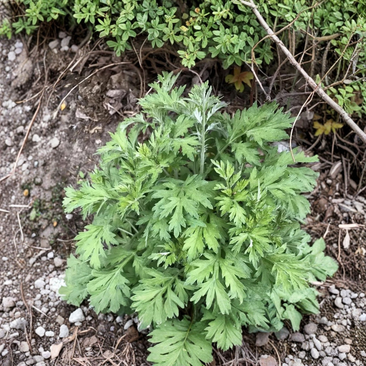 Japanese Mugwort Yomogi Live Plant – 6-Inch Pot (Artemisia princeps)