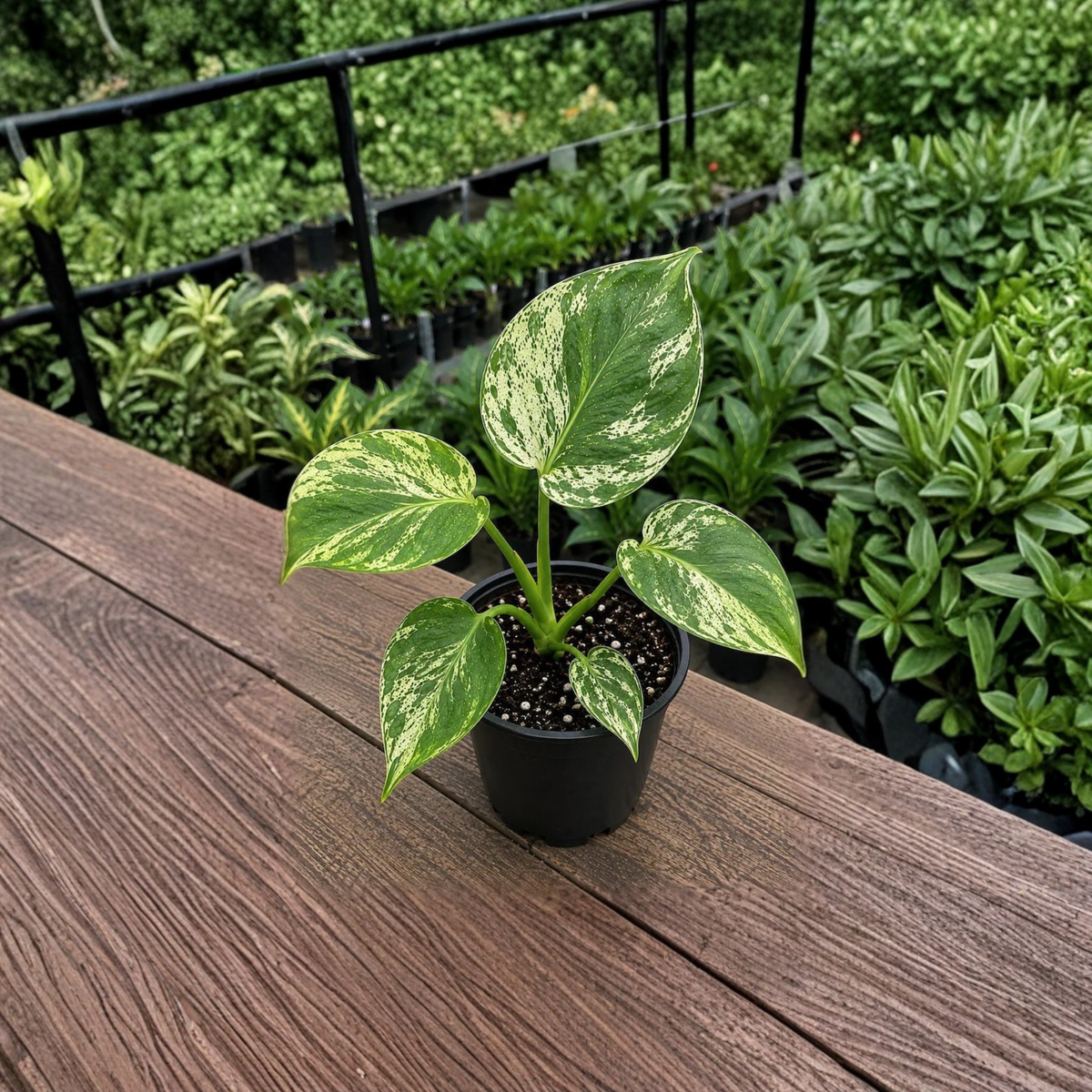 Monstera Bulbasaur Live Plant in 4 Inch Pot, Rare Variegated Monstera, Cream Green Tropical Aroid, Collector Houseplant