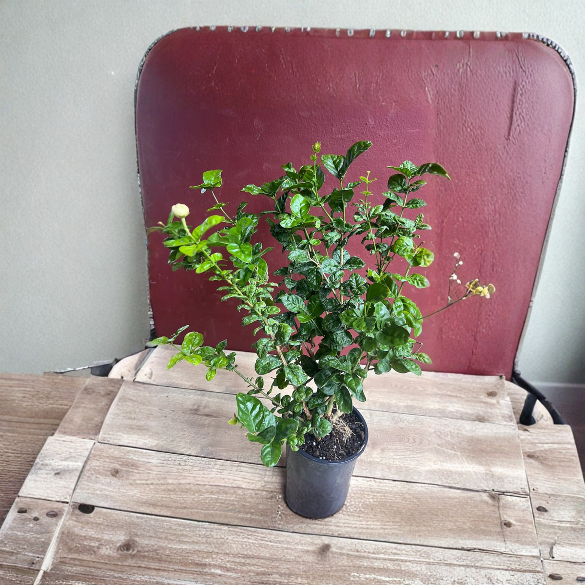 Grand Duke of Tuscany Jasmine Live Plant, Double White Fragrant Flowers, Arabian Jasmine, Tropical Flowering Plant, 6 Inch Pot