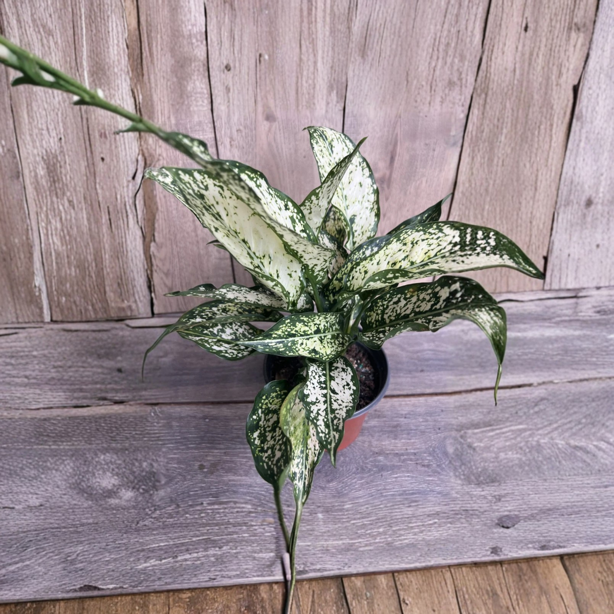 First Diamond Aglaonema Live Plant, White Chinese Evergreen in 6 Inch Pot, Snow White Green Speckled Foliage, Indoor Tropical Houseplant