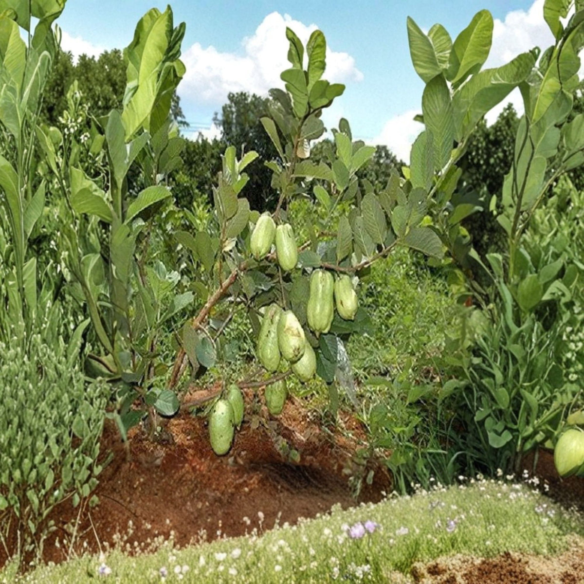 Thai Seedless Guava Live Plant, Ổi Không Hạt Thái Lan, Tropical Fruit Tree, 1–2 Feet Tall, 3 Gallon Pot