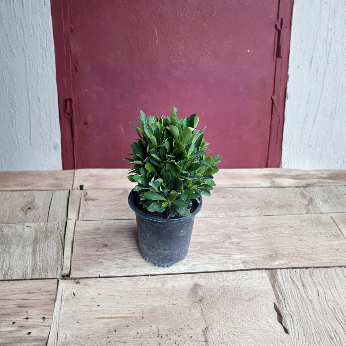 Yellow Ixora Live Plant in 6 Inch Pot, Taiwanese Ixora, Carmen Dwarf Yellow Flowering Tropical Shrub, Glossy Green Foliage