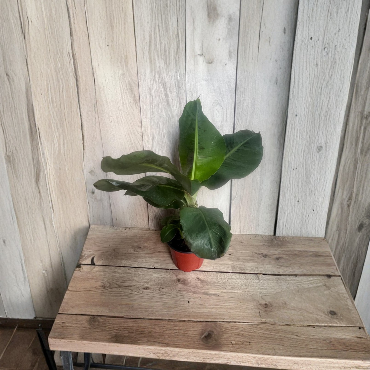 Dwarf Cavendish Banana Plant Live, Musa Banana Tree in 6 Inch Pot, Tropical Foliage Houseplant, Patio Fruit Plant, Indoor Outdoor Banana