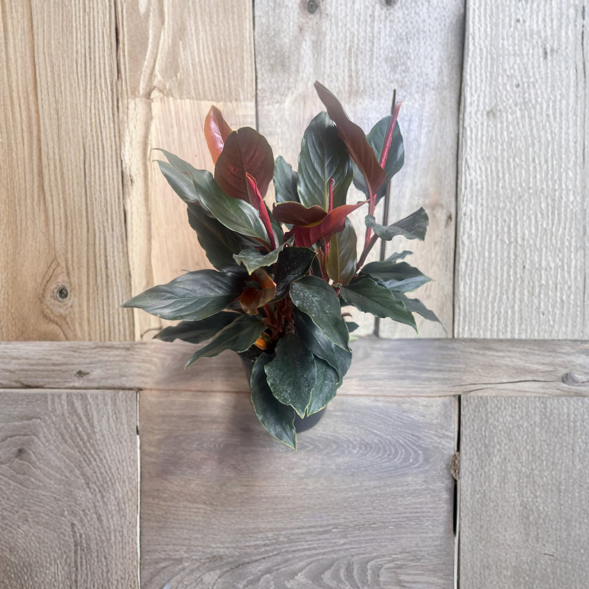 Rhodospatha Rojo Live Plant, Rare Tropical Aroid Houseplant, Red Stem Foliage Plant in 6 Inch Pot, Collector Plant, Indoor Tropical Greenery