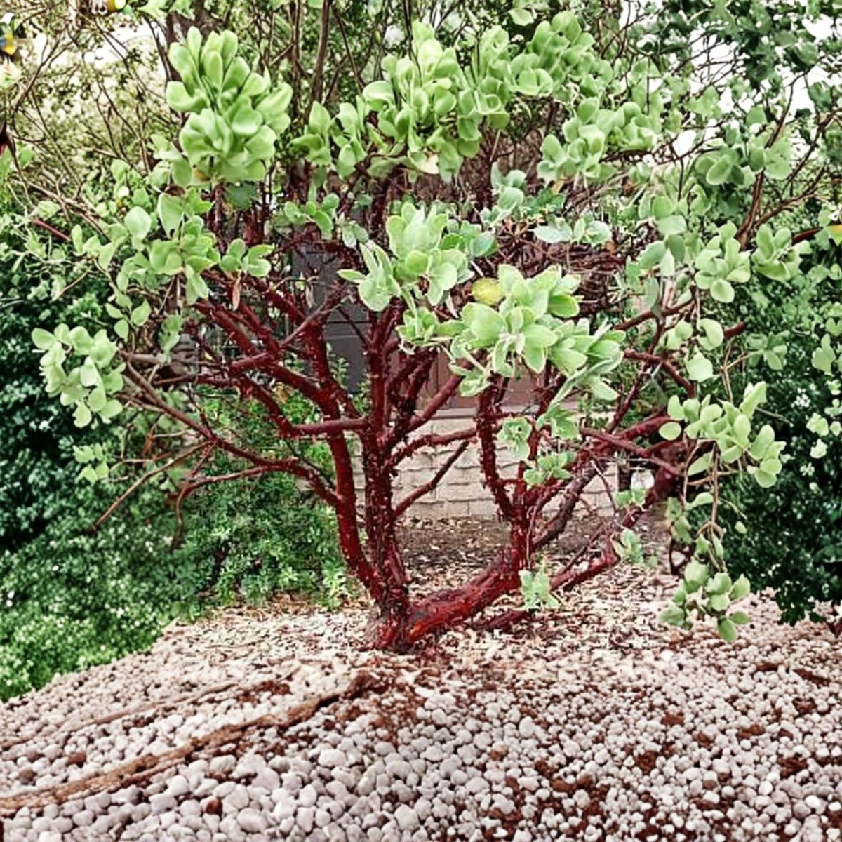 Dr. Hurd Manzanita Live Plant, Arctostaphylos manzanita, Evergreen Native Shrub, Reddish Brown Bark, Pollinator Plant, 6–12 Inches, 6-Inch Pot