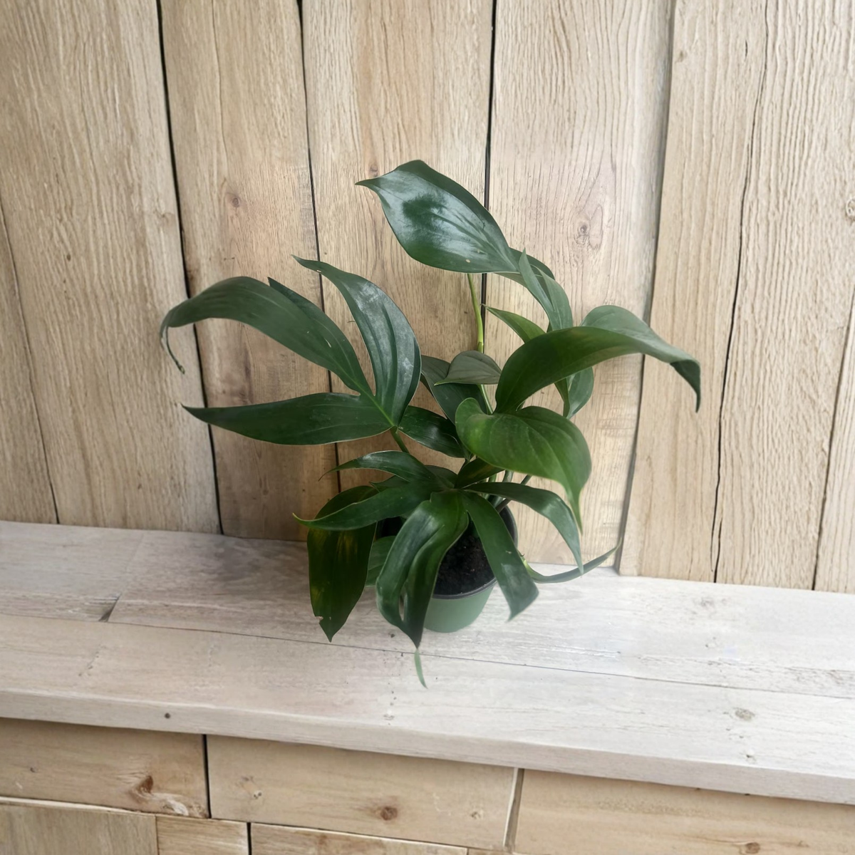 Rhaphidophora Decursiva Live Plant, Dragon Tail Aroid in 6 Inch Pot, Split Leaf Tropical Climbing Houseplant, Rare Collector Plant