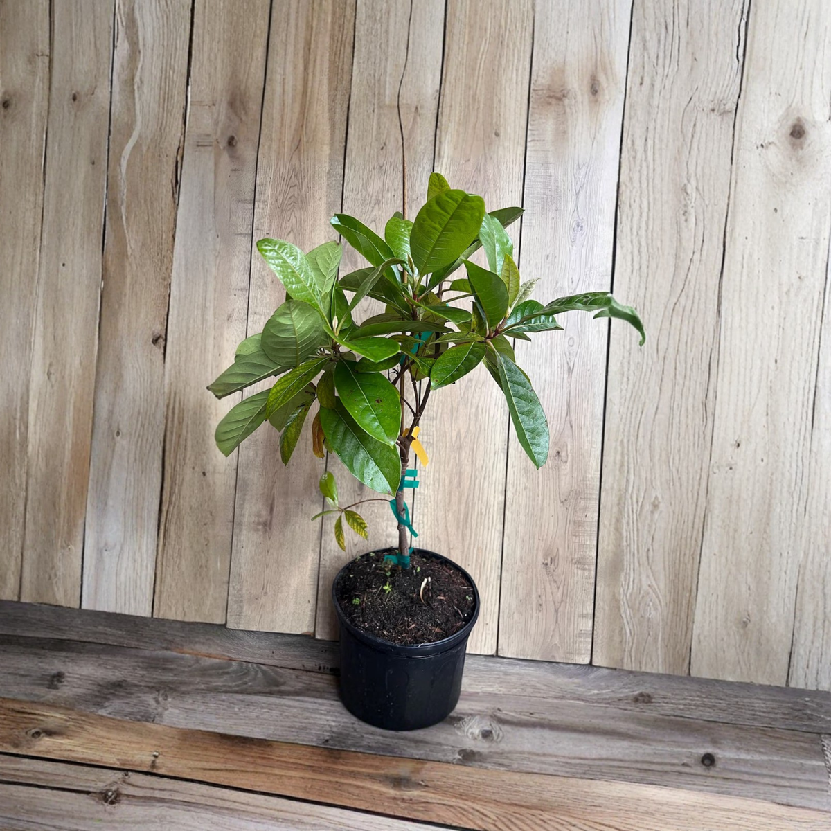 Nance Fruit Tree Live Plant in 3 Gallon Pot, Nanche Tree, Byrsonima Crassifolia, Tropical Yellow Fruit Tree for Home Orchard