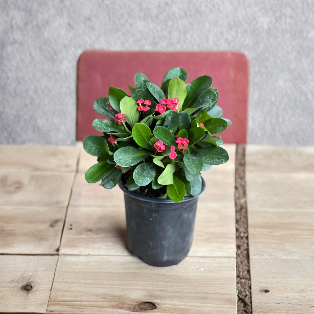 Red Crown of Thorns Live Plant in 6 Inch Pot, Euphorbia Milii, Red Flowering Succulent, Spiny Tropical Indoor Outdoor Plant