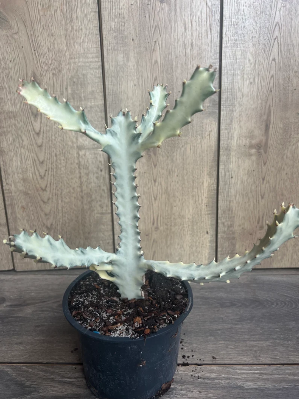 White Variegated Ghost Euphorbia Lactea Live Plant in 6 Inch Pot, Rare Cactus-Like Succulent, Exotic Sculptural Houseplant