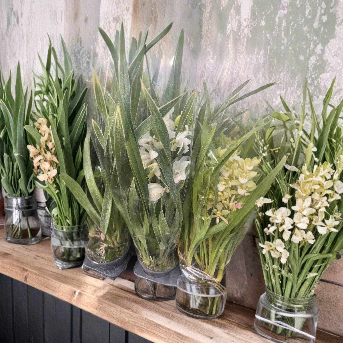 Green White Cymbidium Orchid Live Plant, 2 Bulbs, Tall Orchid Plant, Exotic Flowering Orchid, 2 Feet Tall, 6-Inch Pot