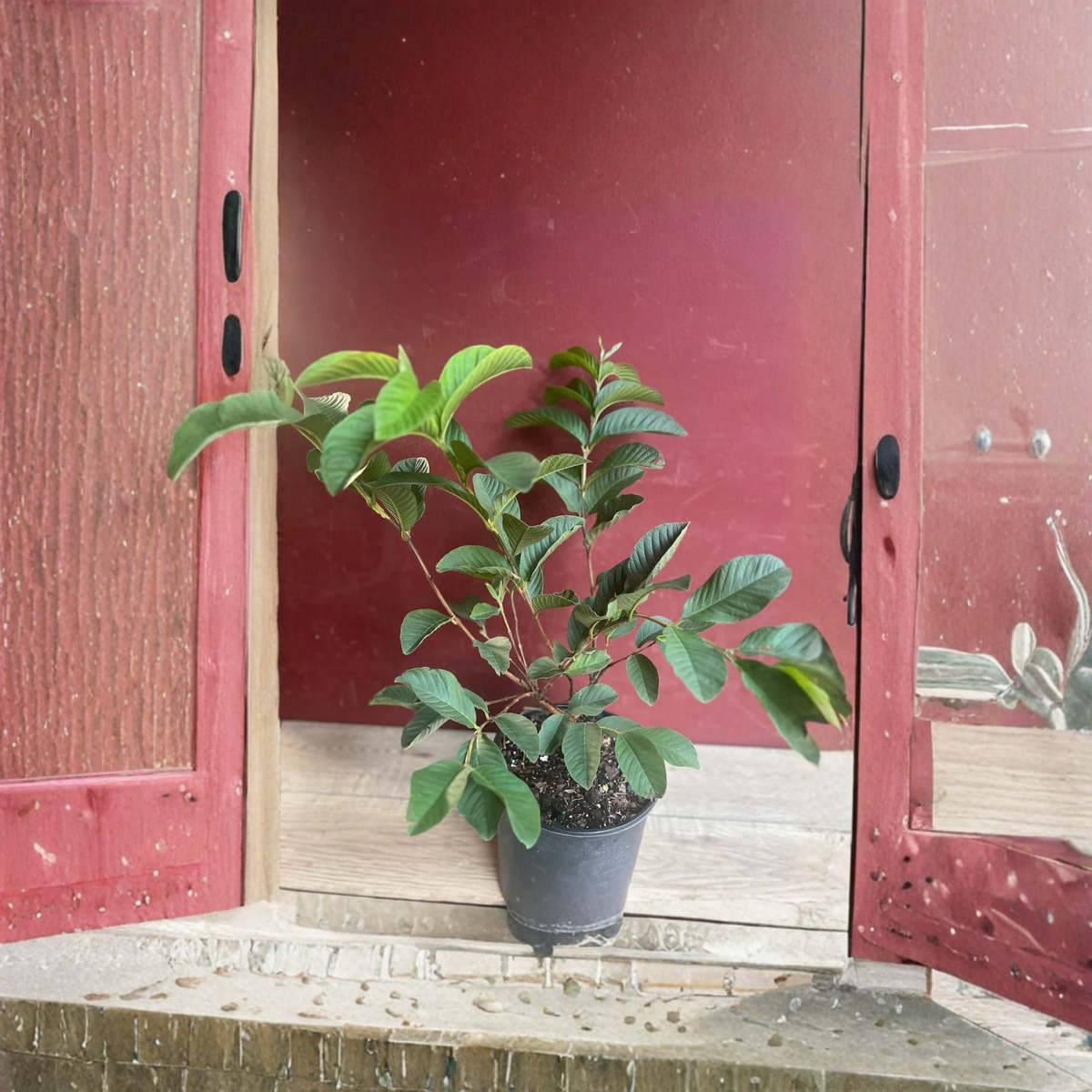Ruby Supreme Guava Live Plant in 10 Inch Pot, Pink Guava Tree, Psidium Guajava, Air Layered Tropical Fruit Tree