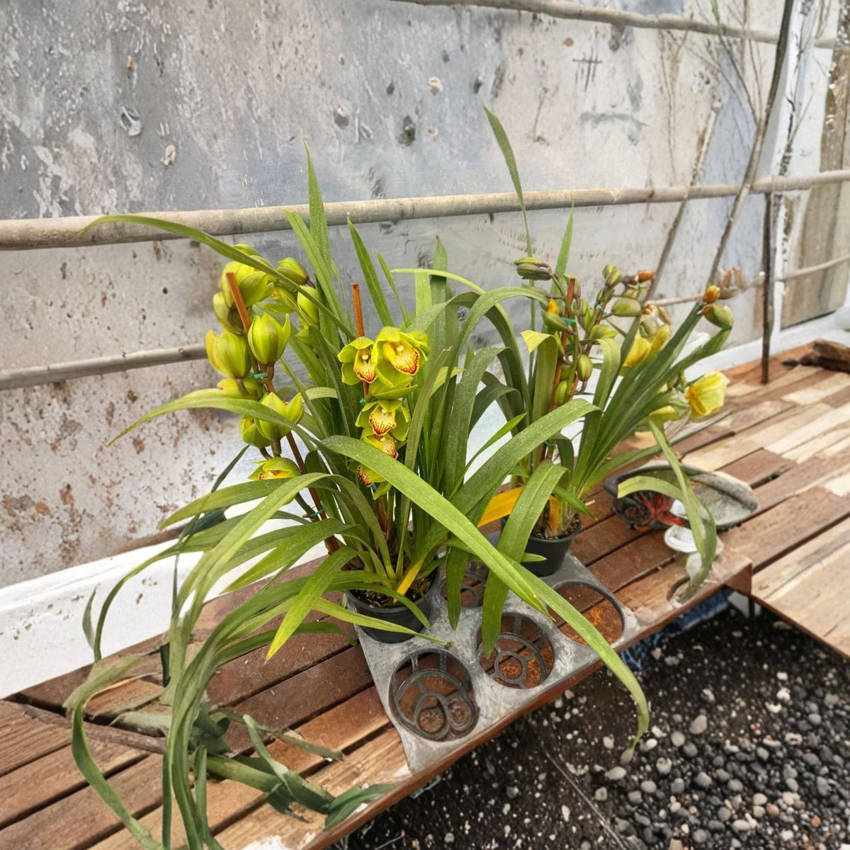 Green Yellow Cymbidium Orchid Live Plant, 2 Bulbs, Exotic Orchid, Flowering Orchid Plant, 1–2 Feet Tall, 6-Inch Pot