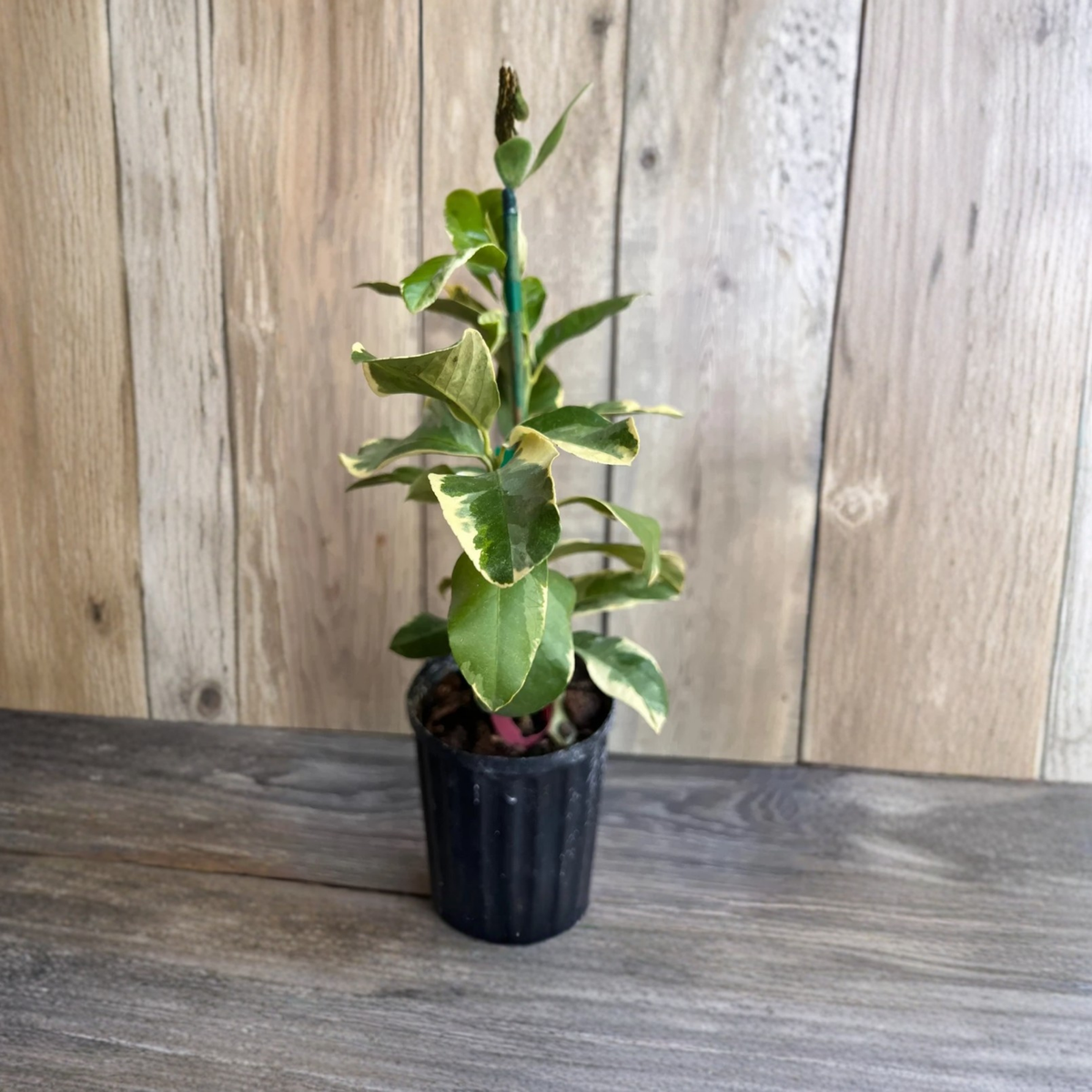 Variegated Pink Lemon Tree, Air Layered Live Citrus Plant, Pink Eureka Lemon, Half Gallon Pot, Ornamental Variegated Foliage