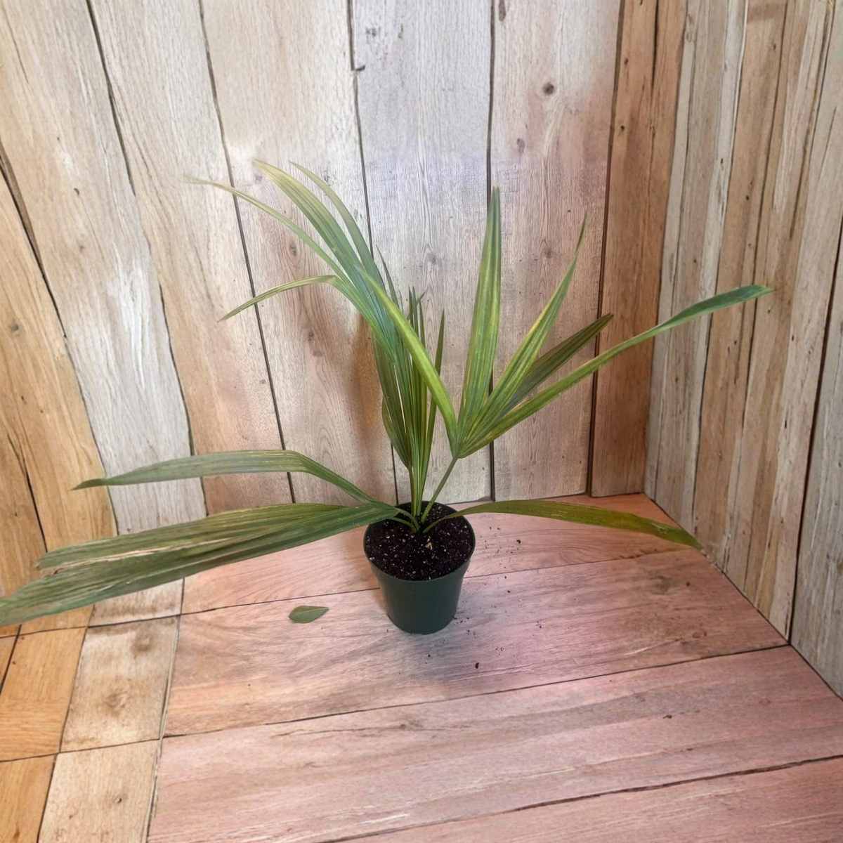 Sabal Causiarum Palm Live Plant in 6 Inch Pot, Puerto Rican Hat Palm, Rare Fan Palm, Tropical Landscape Tree, Hardy Outdoor Palm