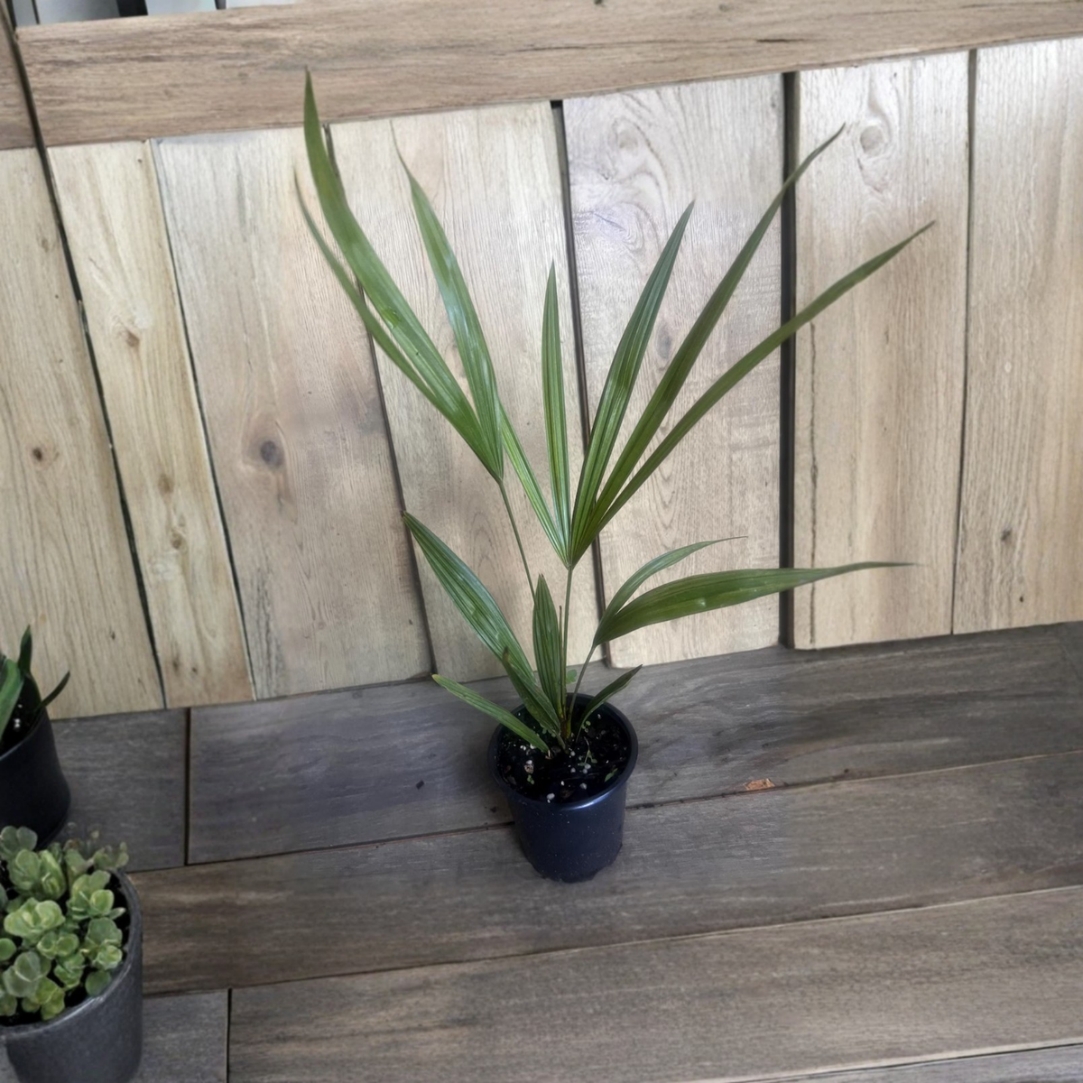 Windmill Palm Live Plant, Trachycarpus Fortunei in 4 Inch Pot, Cold Hardy Fan Palm, Outdoor Patio and Container Garden Tree