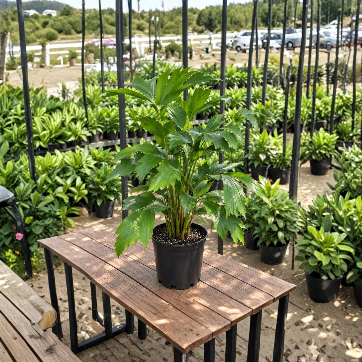 Fishtail Palm Live Plant, Caryota Mitis, Tropical Palm in 4 Inch Pot, Unique Fish Tail Leaves, Indoor Outdoor Tropical Foliage