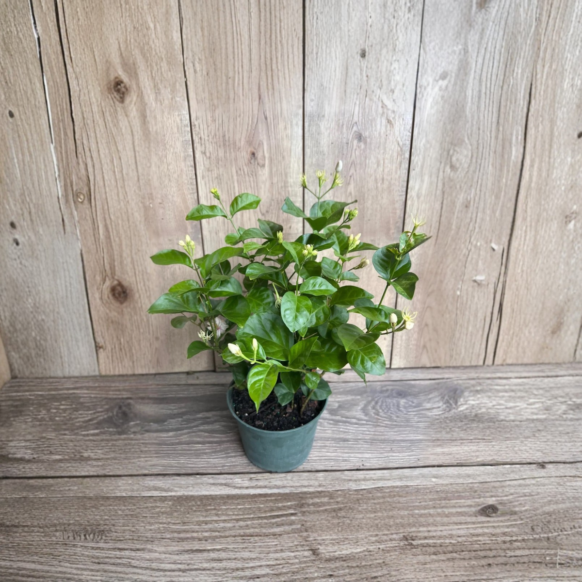Arabian Jasmine Live Plant, Jasminum Sambac, Fragrant White Flowering Plant, 4 or 6 Inch Pot, Tropical Evergreen Shrub