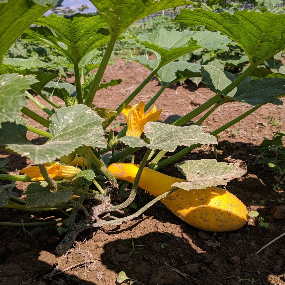 Early Summer Crookneck Summer Squash