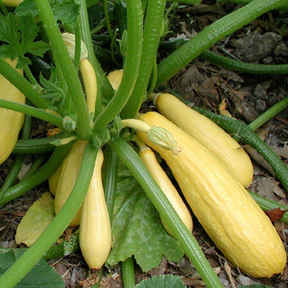 Early Summer Crookneck Summer Squash