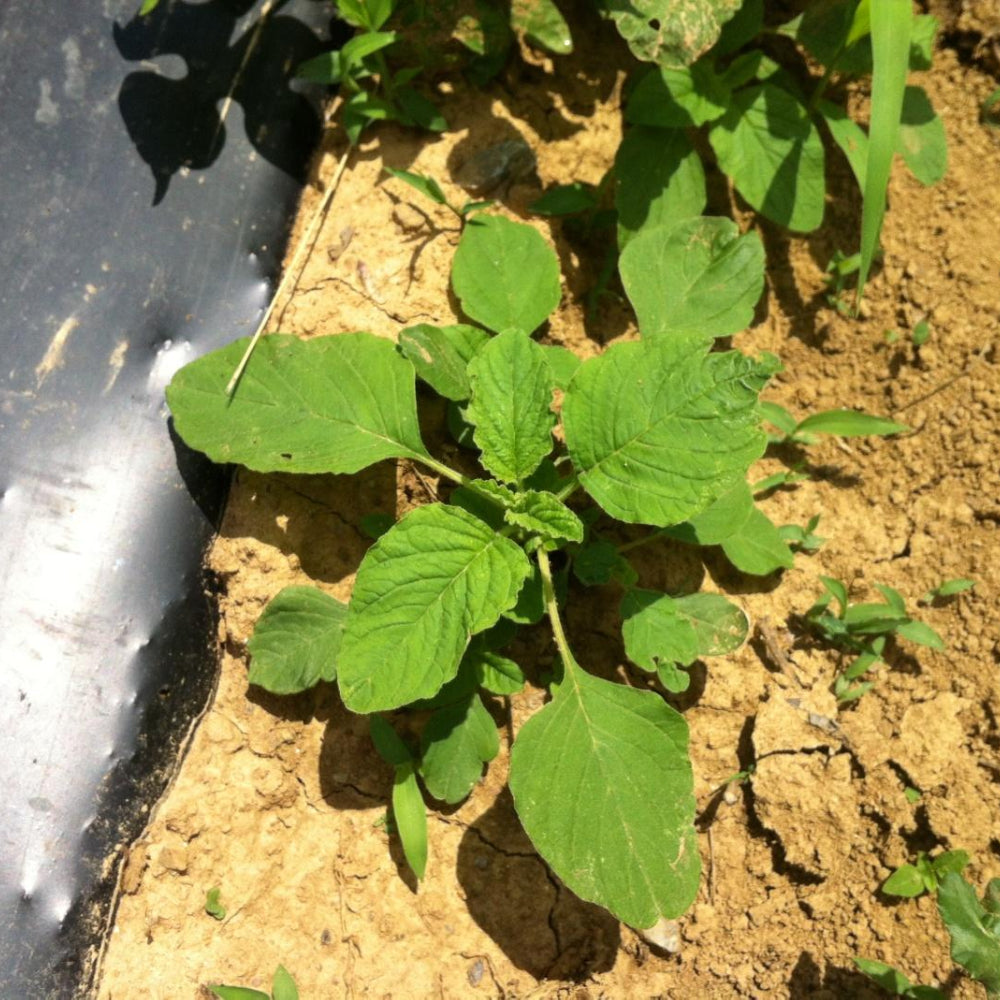 Edible Amaranth White Light Green