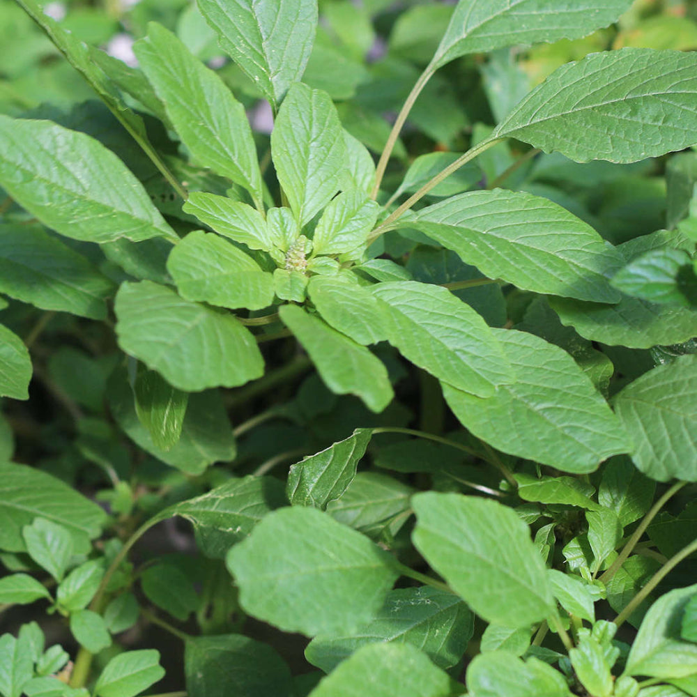 Edible Amaranth White Light Green
