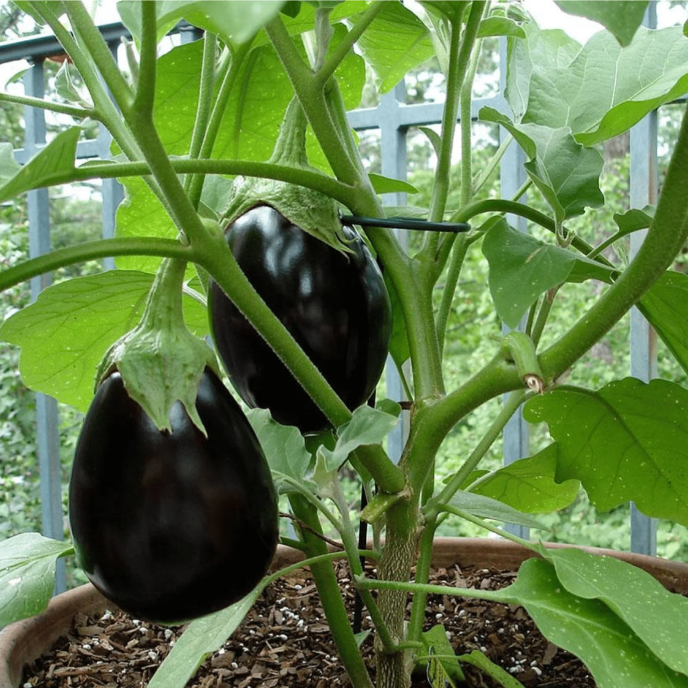 Eggplant Black Beauty