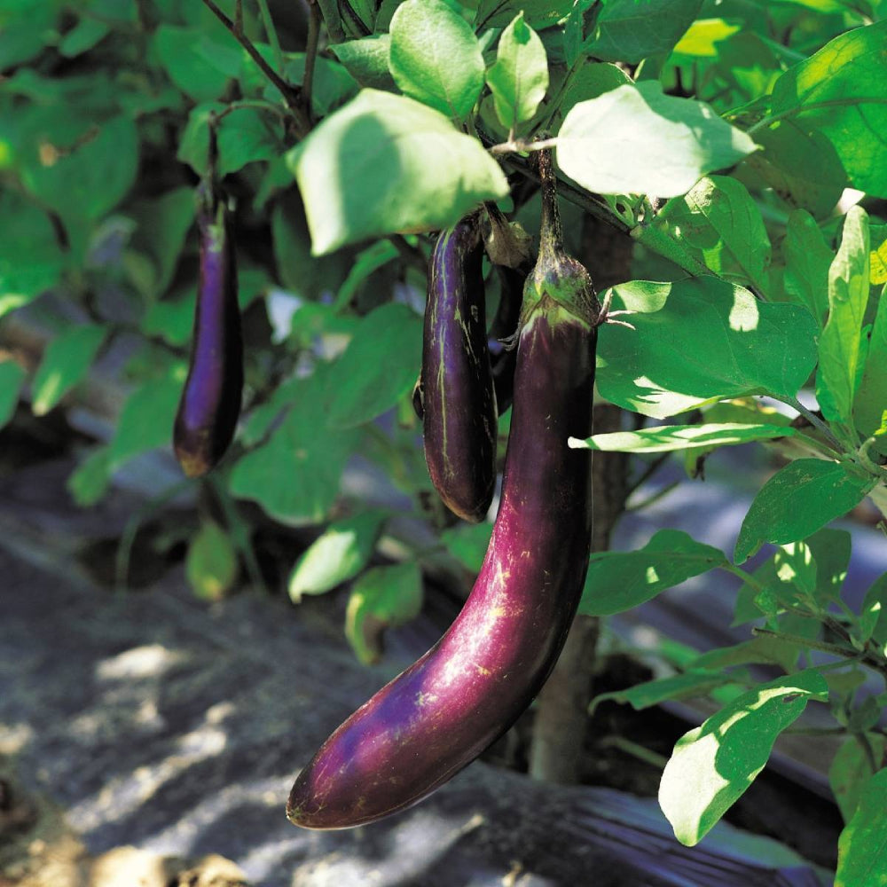 Eggplant Long Purple