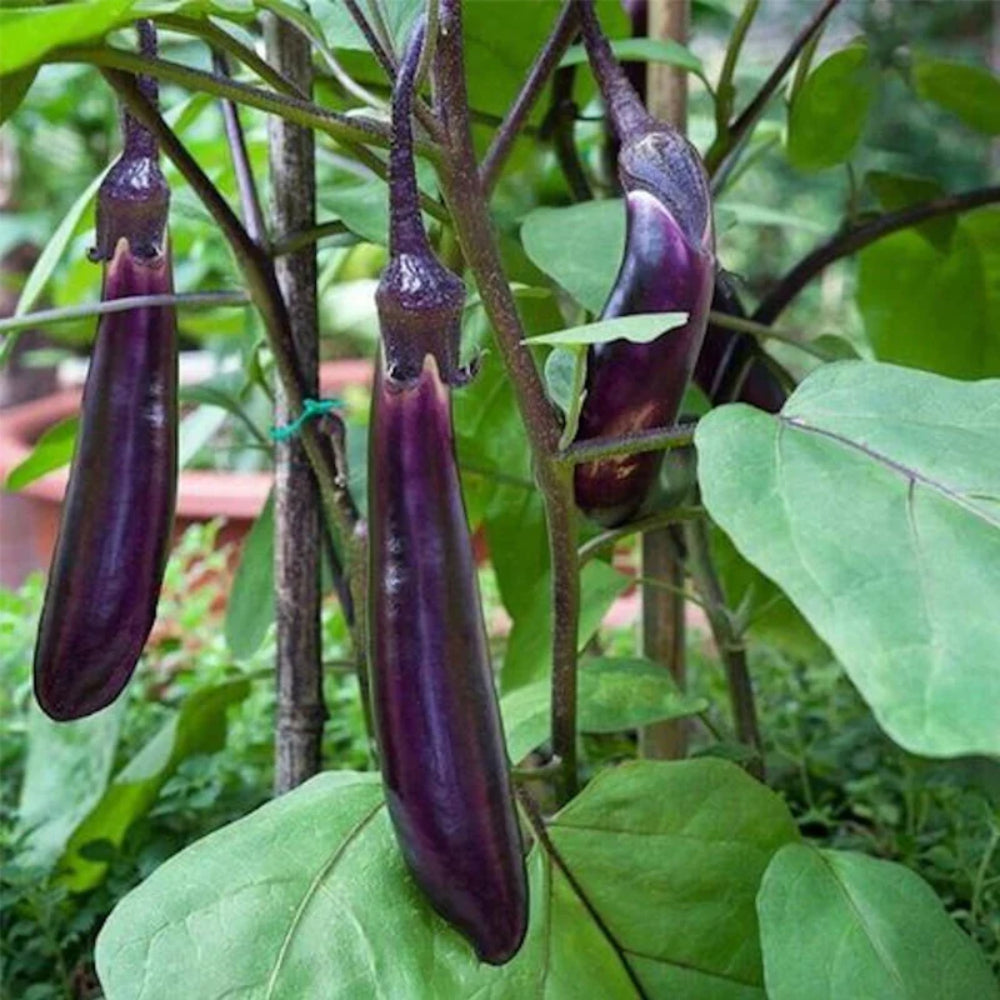 Eggplant Long Purple