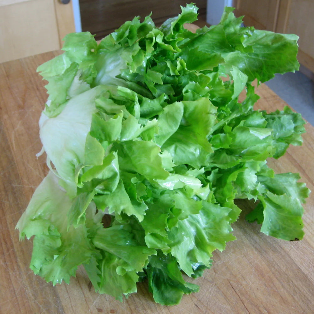Endive Broadleaf Batavian
