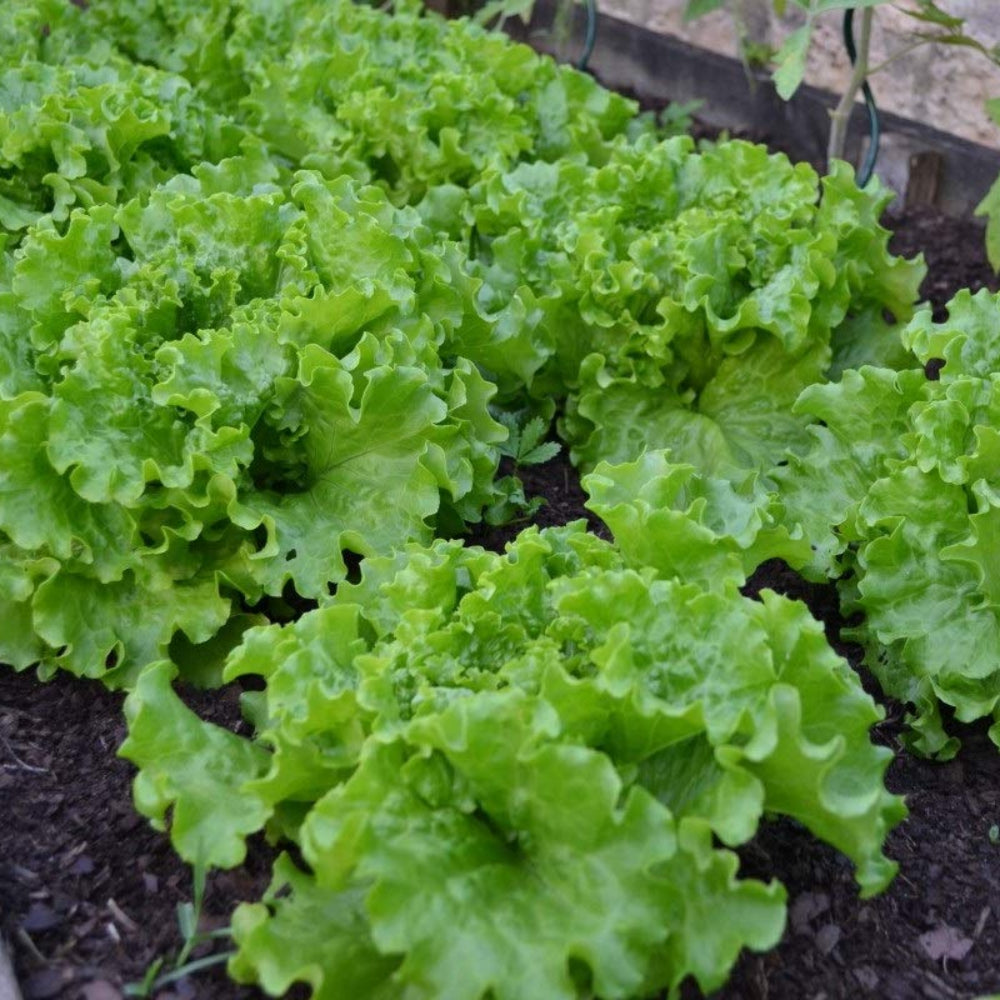 Endive Broadleaf Batavian
