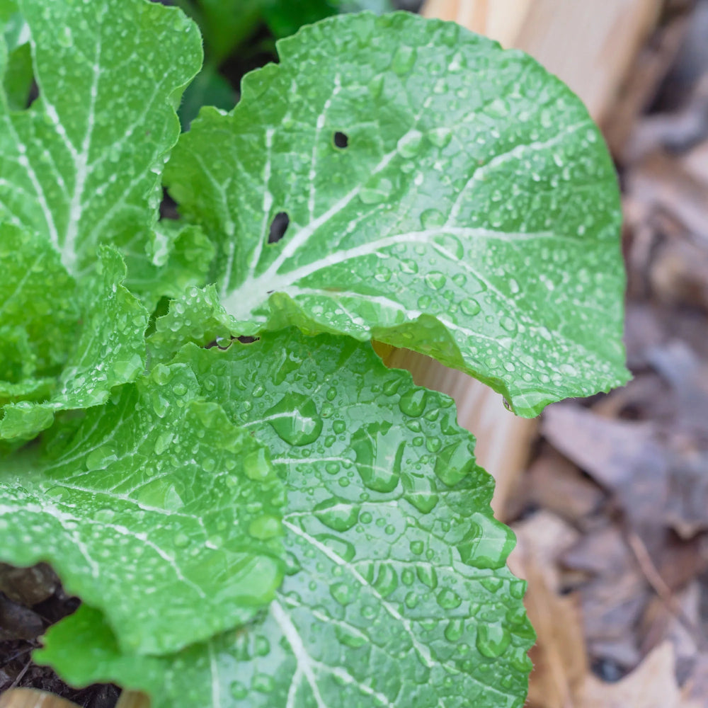 Frilly Leaf Pak Choi Fun Jen, Hybrid