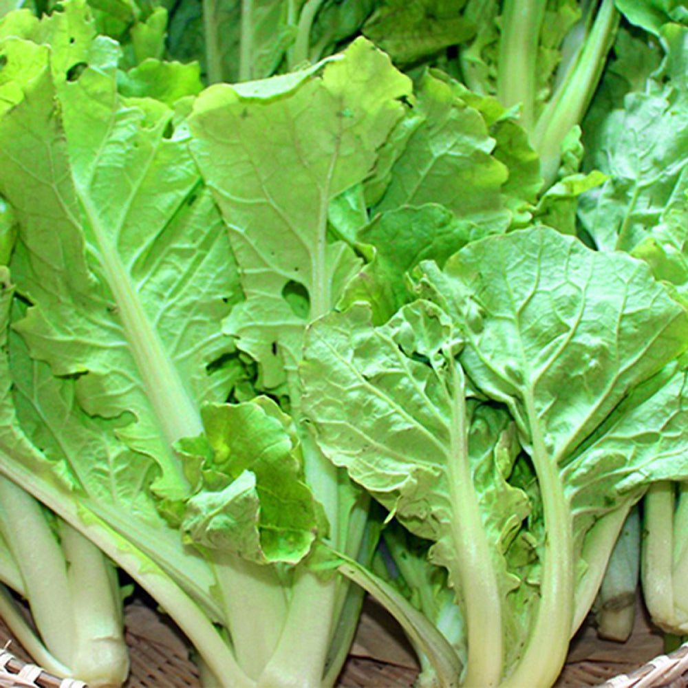 Frilly Leaf Pak Choi Fun Jen, Hybrid