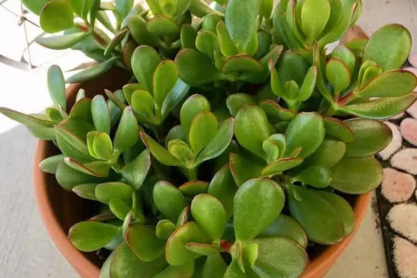 Succulent Cuttings - 11 Fresh Colorful Varieties - Portulacaria Afra, Crassula Ovata, and More - Direct from Garden
