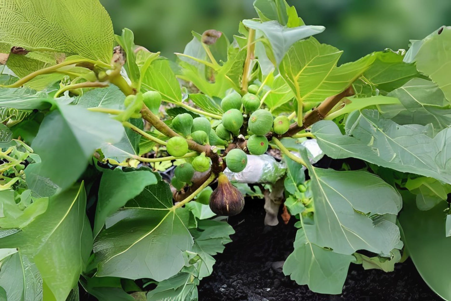 Black Madeira Fig Cutting - 1P, Not Rooted - Ficus carica, Dark Red Interior, Sweet Flavor, Ideal for Home Garden