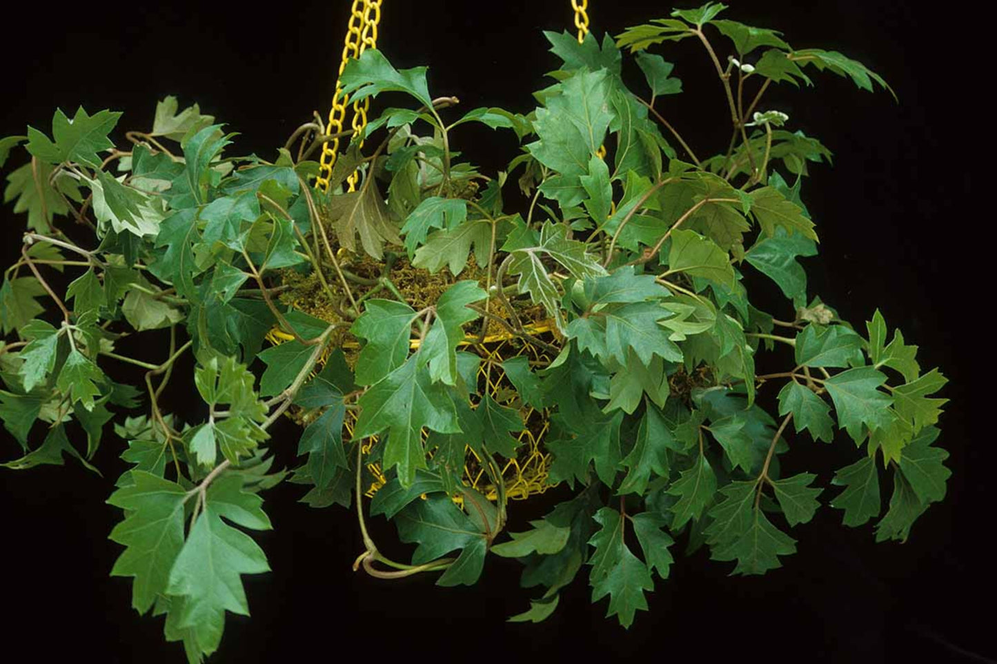 Grape Ivy Cactus Cuttings - 3 Bare Root Cuttings - Easy Care Hanging Plant - Hoya Retusa (Optional)