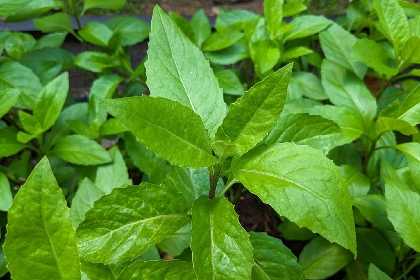 Longevity Spinach Cuttings - 10 Fresh Unrooted Cuttings - Gynura Procumbens - Moist Peat Moss Included