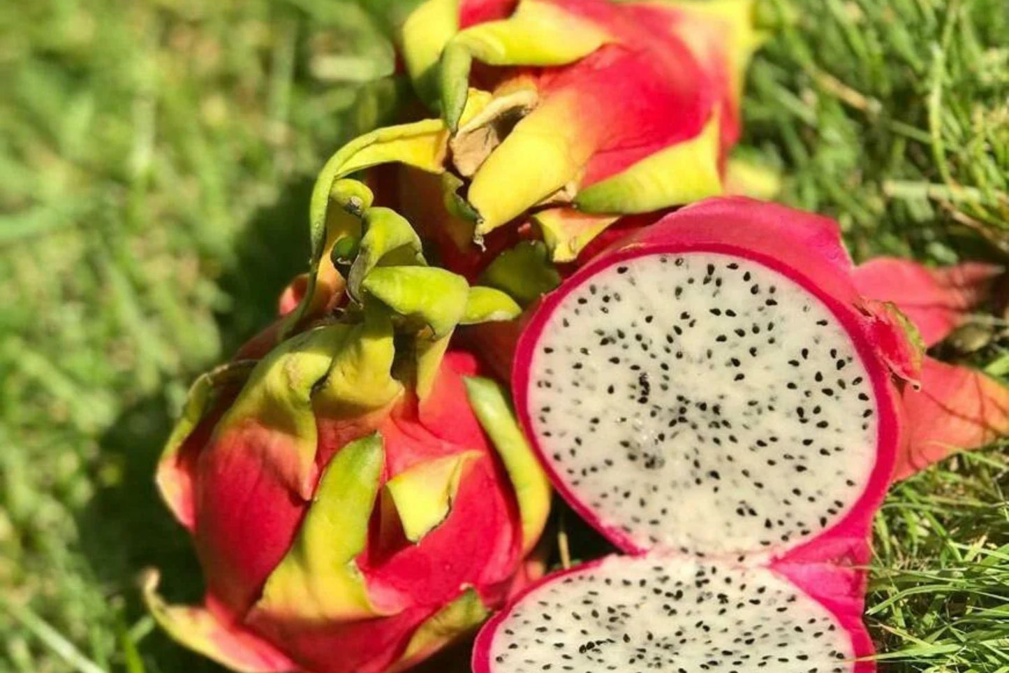 White Dragon Fruit Cuttings - 10 Unknown Varieties, 8-14 inches, Hylocereus undatus