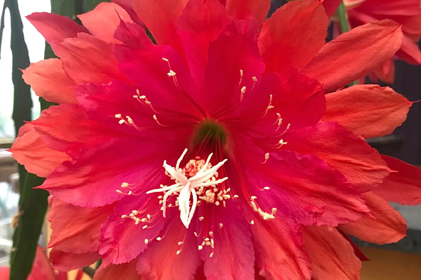 Epiphyllum Orchid Cactus Cutting - "PRICELESS" Rare Variety - Healthy Un-rooted 7"-9" Length - Perfect for Gardening Enthusiasts