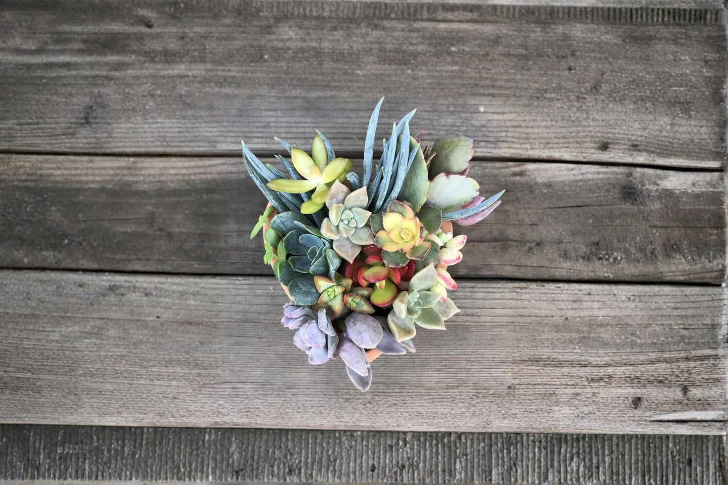 Colorful Succulent Cuttings - 25 Mystery Variety - 1-2” Live Plant Clippings for Crafts & Arrangements - Ideal for DIY Projects