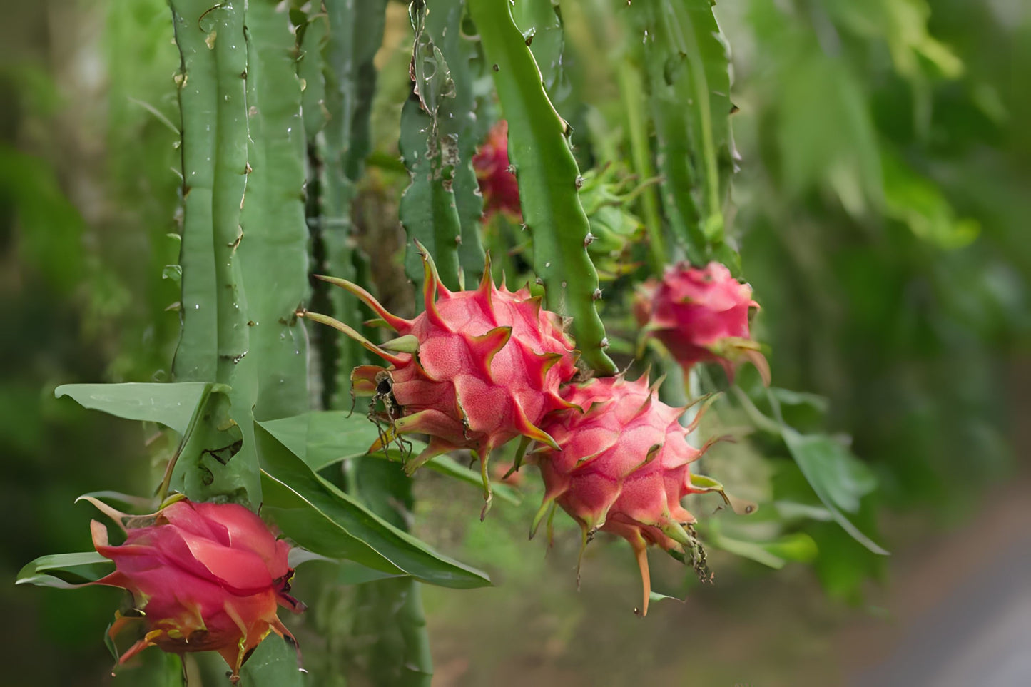 Dragon Fruit Cuttings 24-36" - American Beauty, Physical Graffiti, Delight, Halley's Comet, La Verne - Hylocereus spp.