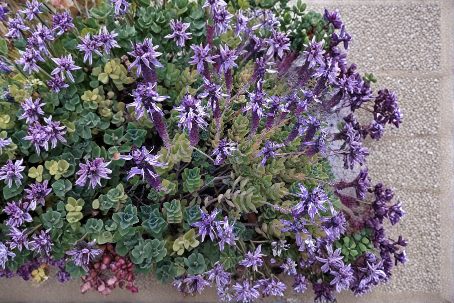 Plectranthus Neochilus Cuttings - Fuzzy Lobster Flower, 5 Unrooted Starter Cuttings for Low Maintenance Indoor Plant Care