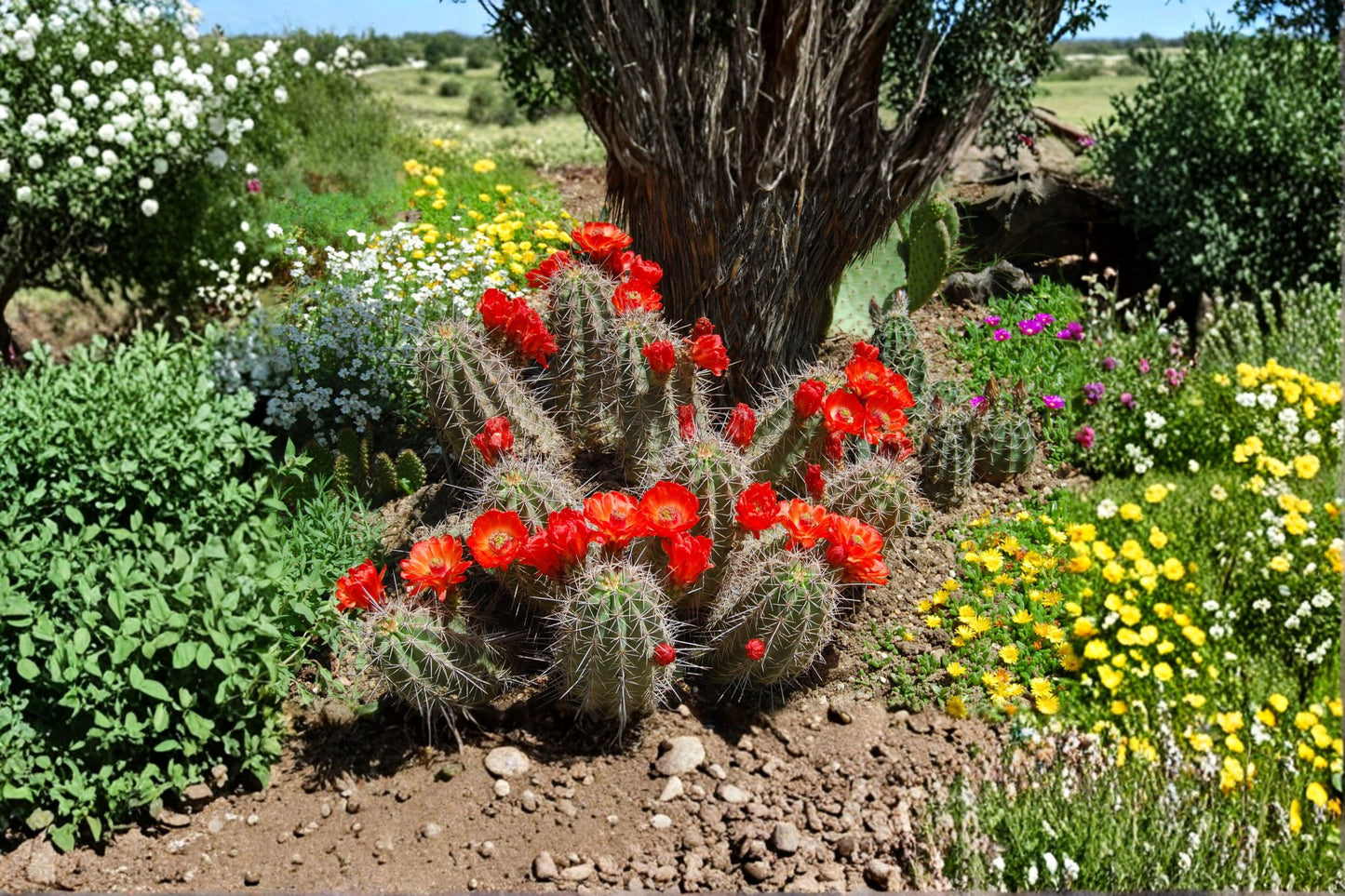 Cold Hardy Cactus Cuttings - Opuntia Fragilis ‘Spiny Cats Paw’ (2 Unrooted) - Drought Tolerant, Compact, Hardy for Zones 2-3