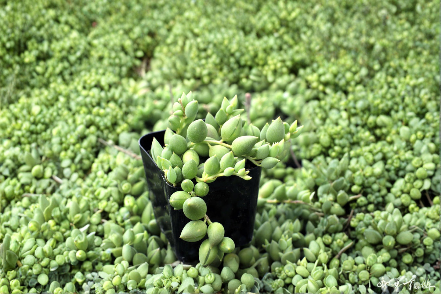 Strings of Tears Succulent Cuttings - 15 Unrooted 6" Long - Senecio Herreianus - Trailing Indoor/Outdoor Plant for Baskets