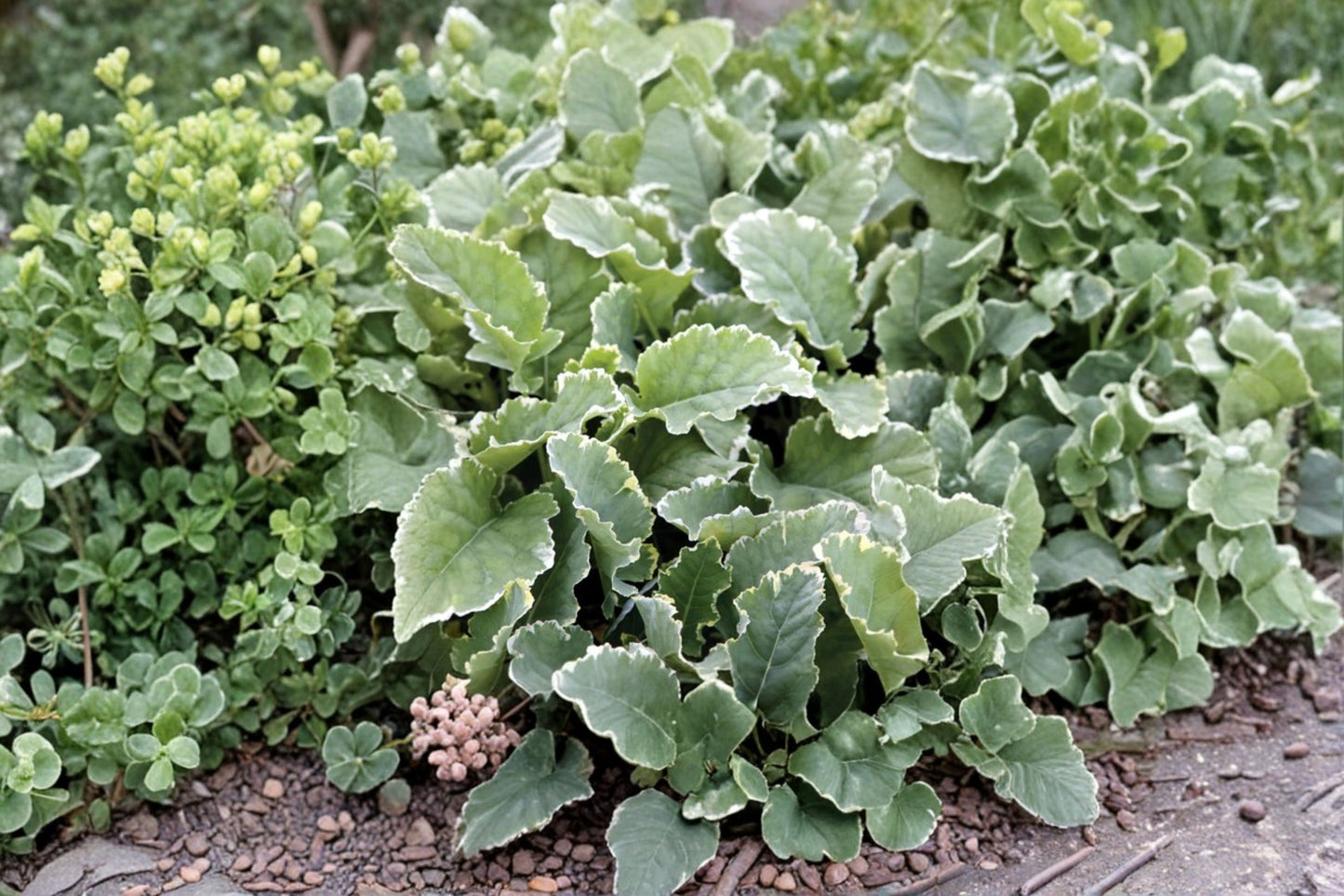 Tree Collards Cuttings - Kosmic Kale, Bi-Color Perennial Variety, Cold Hardy, Brassica oleracea.