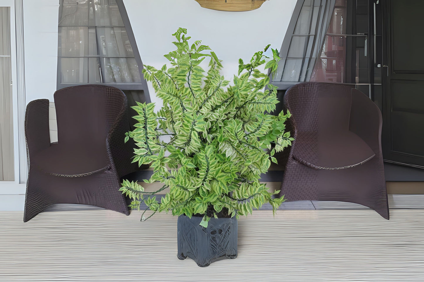 Devil's Backbone Plant Cuttings - 4 Fresh Cuttings - Unique Succulent (Euphorbia tithymaloides) with Bonus Extra Included