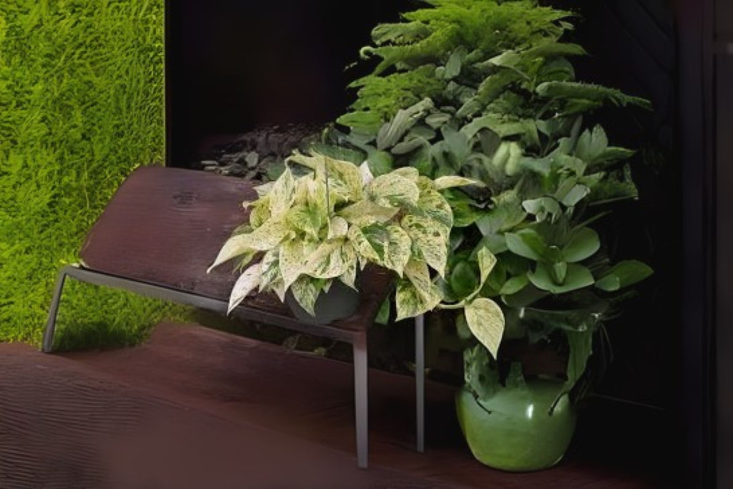 Golden Queen Pothos Vine Cutting - Rare Giant 5 Cuttings - Epipremnum aureum, Gold White Green Foliage, Indoor Outdoor Plant