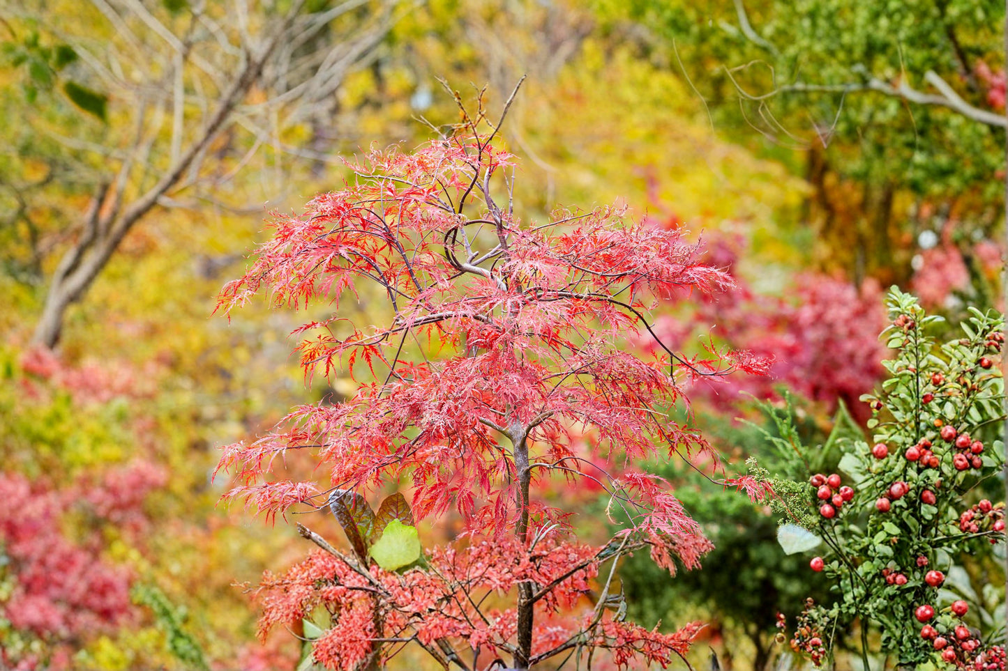 Japanese Maple Cuttings - 15 Fresh 8-12 Inch Live Unrooted Cuttings - Acer palmatum for Easy Planting