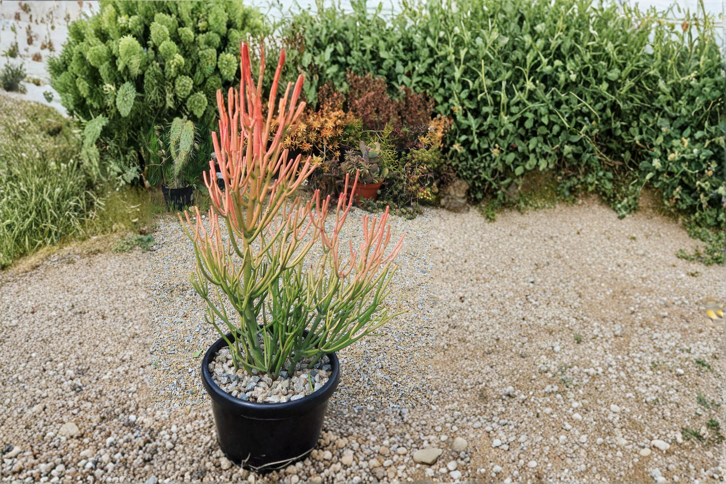 Large 12” Fire Stick Cactus Cuttings - Euphorbia Tirucalli - Drought Resistant Succulent - Indoor/Outdoor Plant.