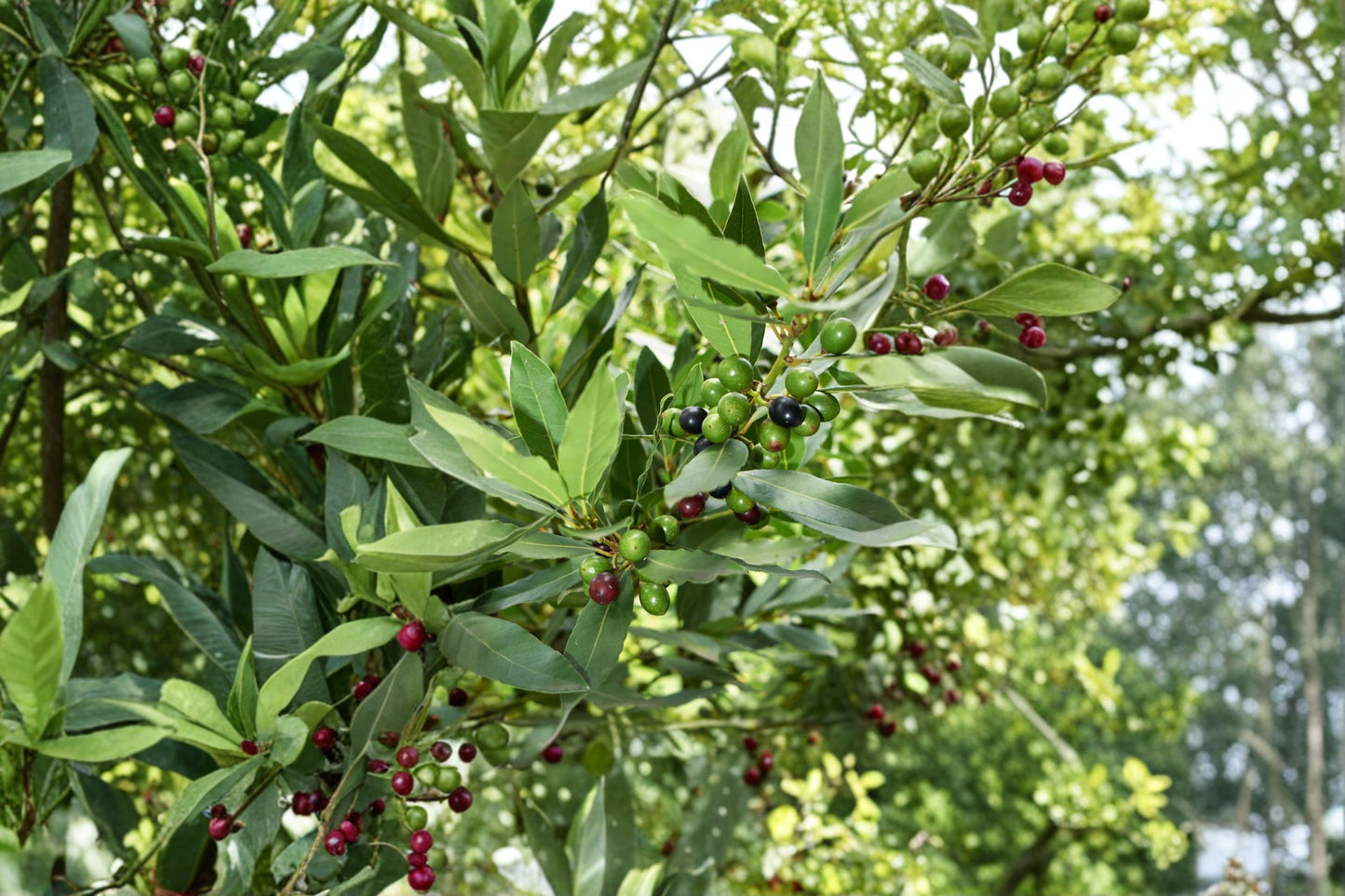 Bay Laurel Plant - Live Starter Plant - Aromatic Evergreen Herb - Laurus nobilis - Perfect for Pots & Kitchen Gardens